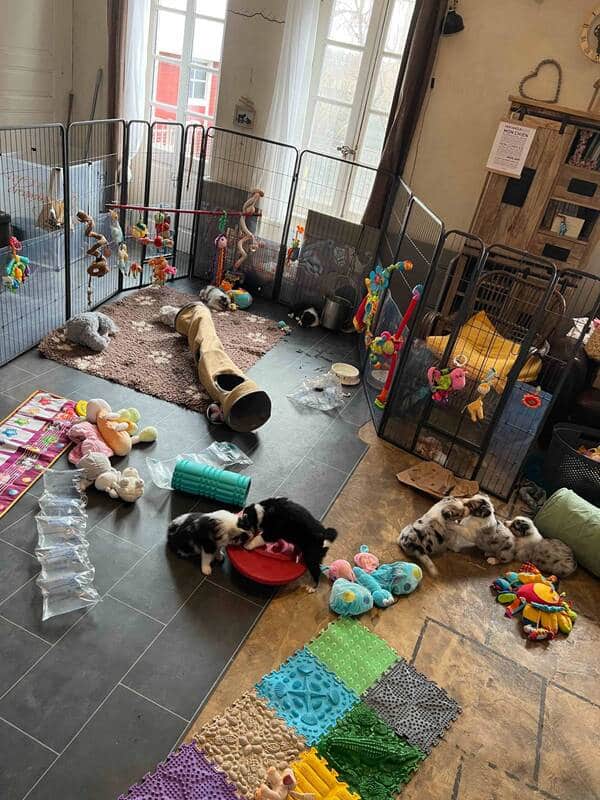 chiot berger australien élevage socialisation familiarisation équilibré