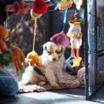 eveil chiot berger australien élevage