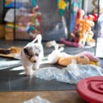 eveil chiot berger australien élevage