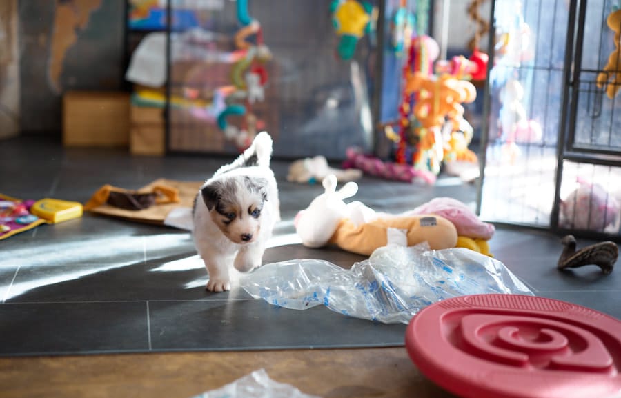 eveil chiot berger australien élevage