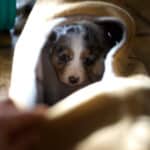 eveil chiot berger australien élevage