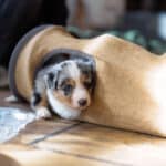 eveil chiot berger australien élevage