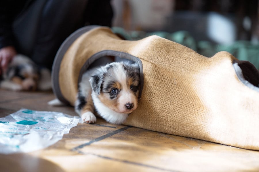 eveil chiot berger australien élevage