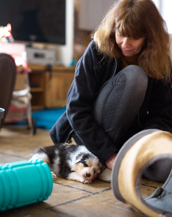 eveil chiot berger australien élevage