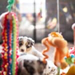 eveil chiot berger australien élevage