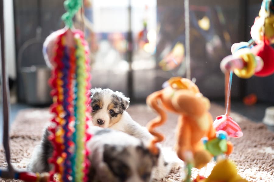 eveil chiot berger australien élevage