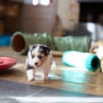 eveil chiot berger australien élevage