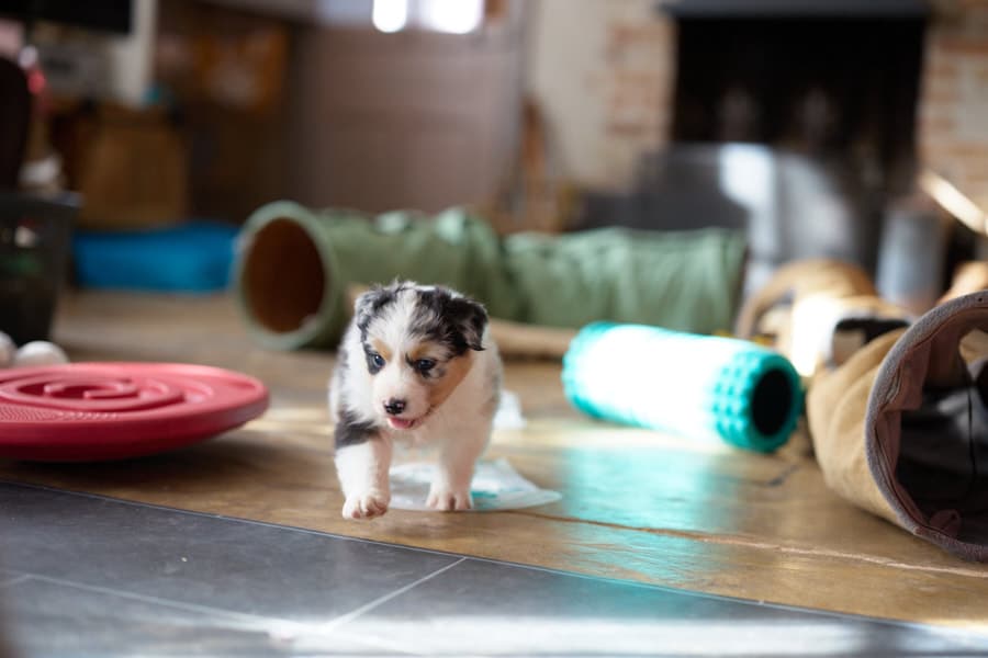 eveil chiot berger australien élevage