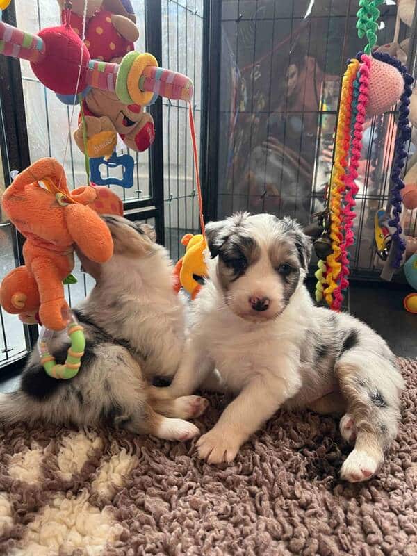 chiot berger australien élevage socialisation familiarisation équilibré