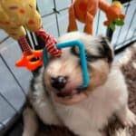 chiot berger australien élevage socialisation familiarisation équilibré