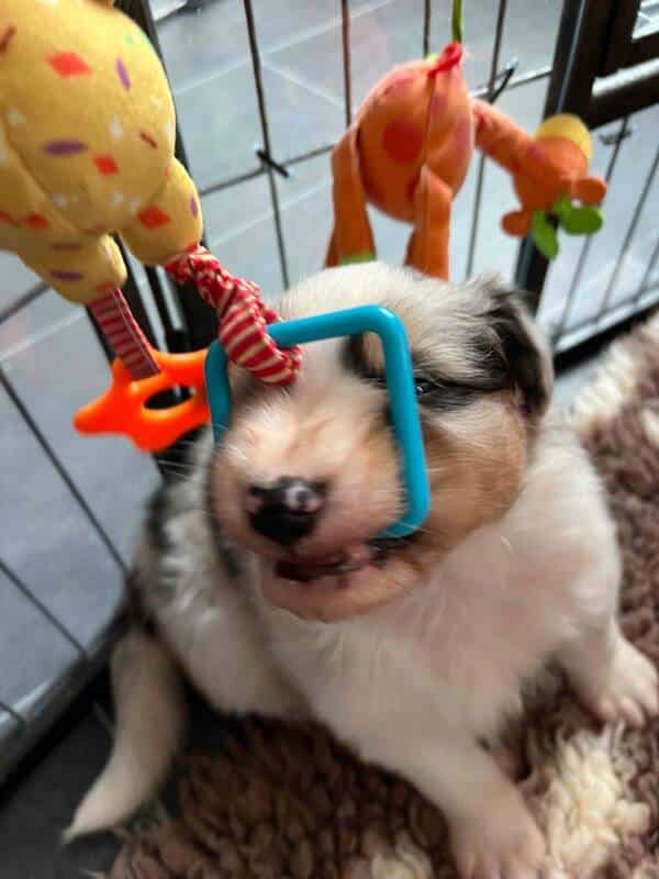 chiot berger australien élevage socialisation familiarisation équilibré