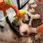 chiot berger australien élevage socialisation familiarisation équilibré