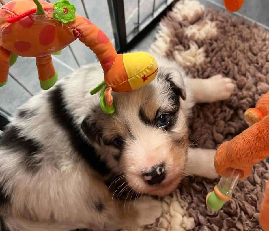 chiot berger australien élevage socialisation familiarisation équilibré