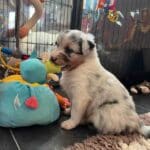 chiot berger australien élevage socialisation familiarisation équilibré