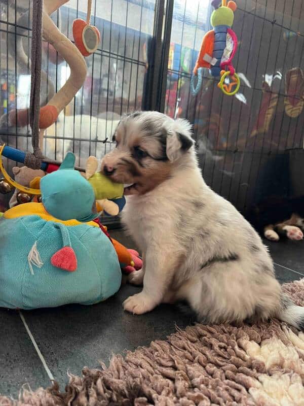 chiot berger australien élevage socialisation familiarisation équilibré