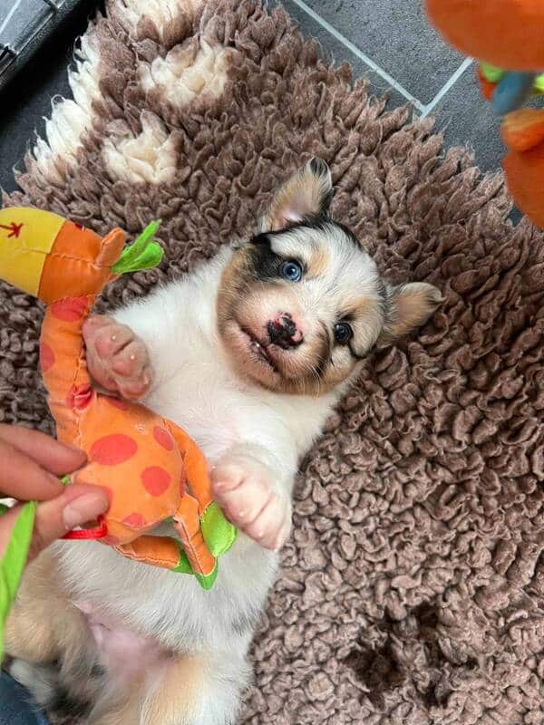 chiot berger australien élevage socialisation familiarisation équilibré