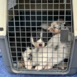 vaccination parvovirose chiot