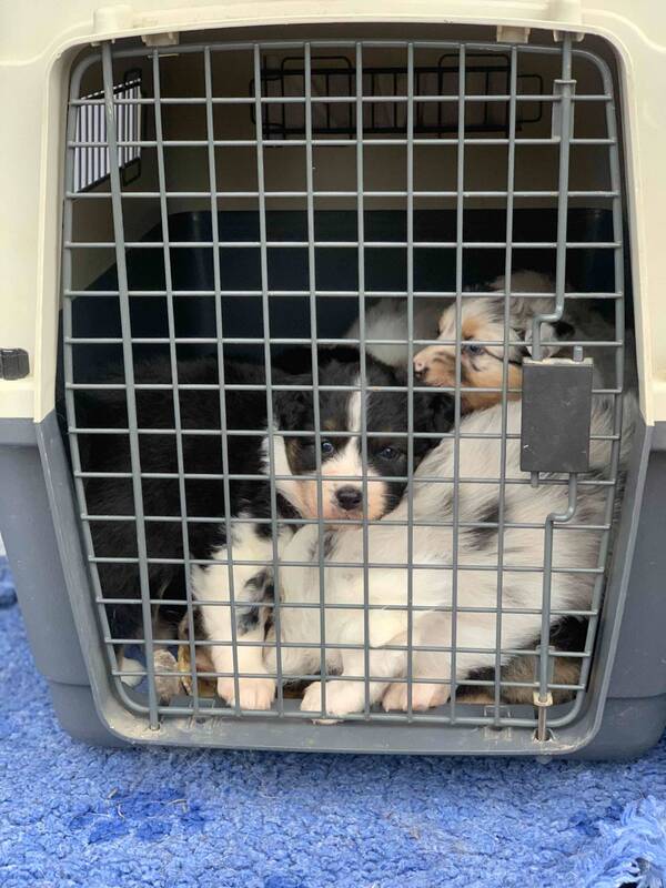 vaccination parvovirose chiot