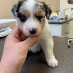 vaccination parvovirose chiot