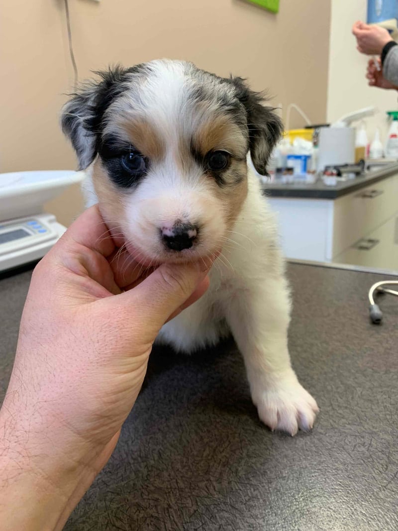 vaccination parvovirose chiot