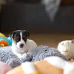 chiot jack russel socialisé sociabilisé elevage familial socialisation équilibré