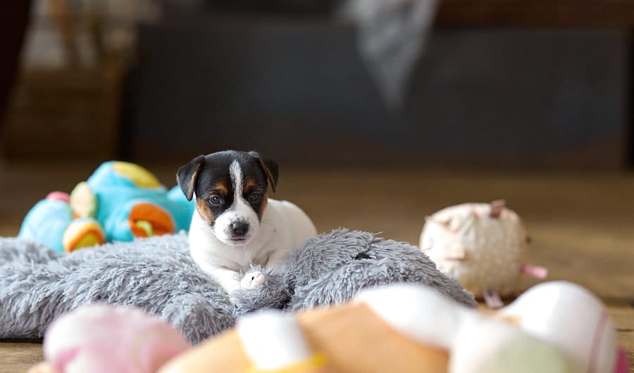 chiot jack russel socialisé sociabilisé elevage familial socialisation équilibré