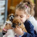 chiot jack russell elevage familial enfant socialisé sociabilisé sociabilisation socialisation équilibré