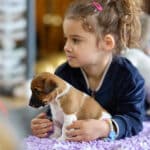 chiot jack russell elevage familial enfant socialisé sociabilisé sociabilisation socialisation équilibré