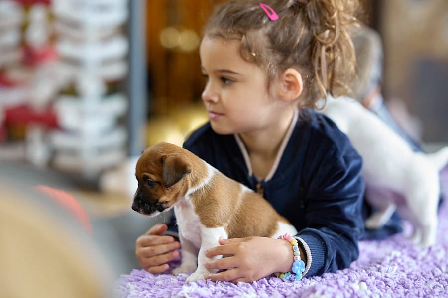 chiot jack russell elevage familial enfant socialisé sociabilisé sociabilisation socialisation équilibré