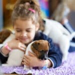 chiot jack russell elevage familial enfant socialisé sociabilisé sociabilisation socialisation équilibré