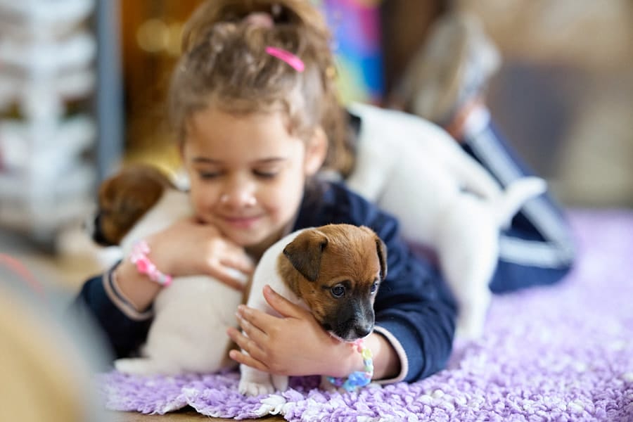 chiot jack russell elevage familial enfant socialisé sociabilisé sociabilisation socialisation équilibré