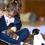 chiot jack russell elevage familial enfant socialisé sociabilisé sociabilisation socialisation équilibré