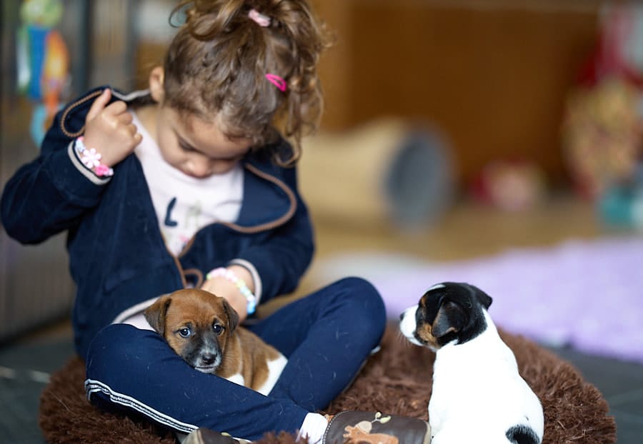chiot jack russell elevage familial enfant socialisé sociabilisé sociabilisation socialisation équilibré