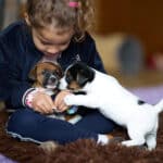 chiot jack russell elevage familial enfant socialisé sociabilisé sociabilisation socialisation équilibré