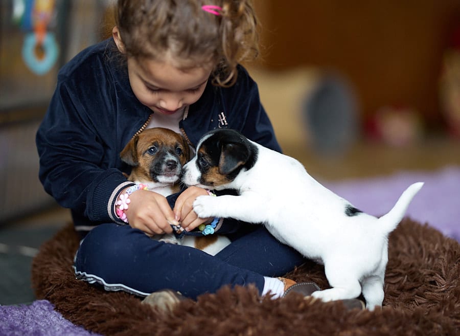 chiot jack russell elevage familial enfant socialisé sociabilisé sociabilisation socialisation équilibré