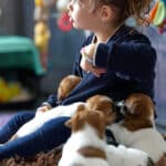 chiot jack russell elevage familial enfant socialisé sociabilisé sociabilisation socialisation équilibré