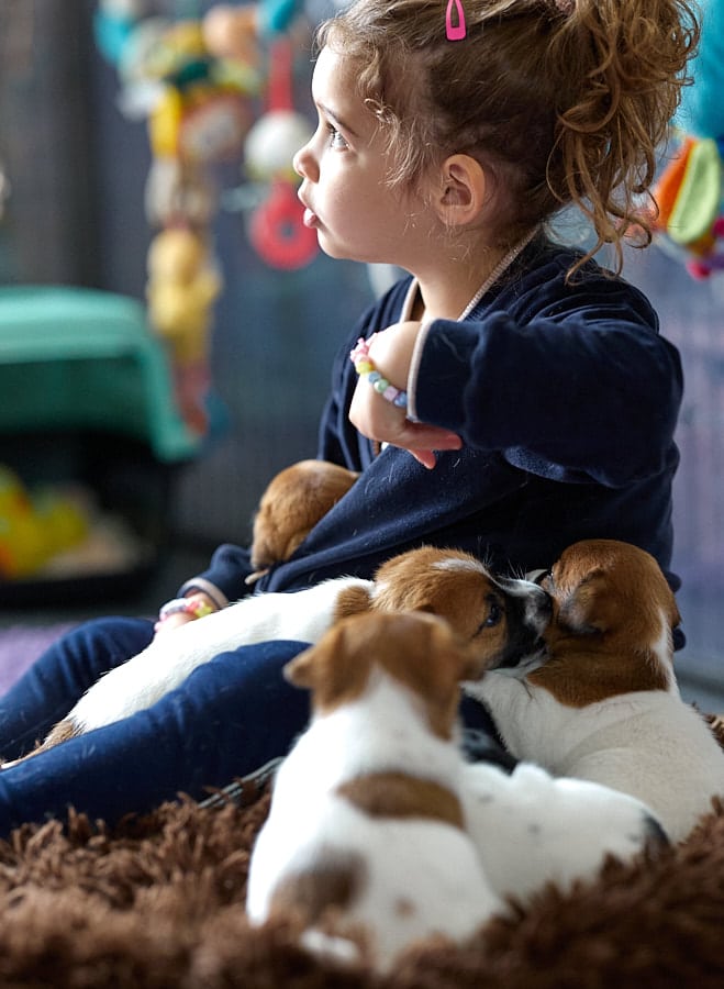 chiot jack russell elevage familial enfant socialisé sociabilisé sociabilisation socialisation équilibré