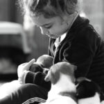 chiot jack russell elevage familial enfant socialisé sociabilisé sociabilisation socialisation équilibré