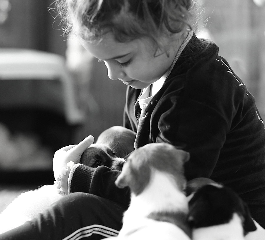 chiot jack russell elevage familial enfant socialisé sociabilisé sociabilisation socialisation équilibré