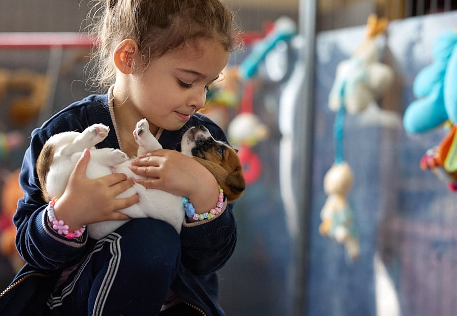 chiot jack russell elevage familial enfant socialisé sociabilisé sociabilisation socialisation équilibré