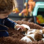 chiot jack russell elevage familial enfant socialisé sociabilisé sociabilisation socialisation équilibré