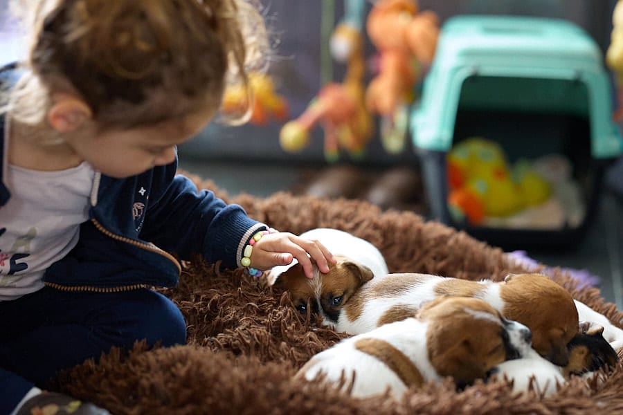 chiot jack russell elevage familial enfant socialisé sociabilisé sociabilisation socialisation équilibré