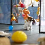 chiot jack russel socialisé sociabilisé elevage familial socialisation équilibré