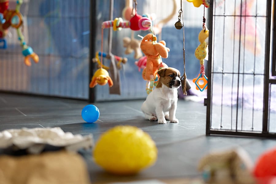 chiot jack russel socialisé sociabilisé elevage familial socialisation équilibré