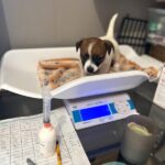 vaccination chiot jack russell socialisé sociabilisé elevage familiial socialisation