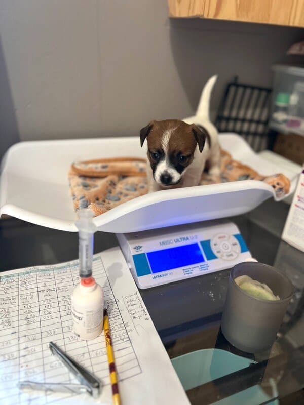 vaccination chiot jack russell socialisé sociabilisé elevage familiial socialisation