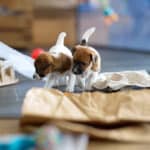 chiot jack russel socialisé sociabilisé elevage familial socialisation équilibré