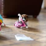 chiot jack russel socialisé sociabilisé elevage familial socialisation équilibré