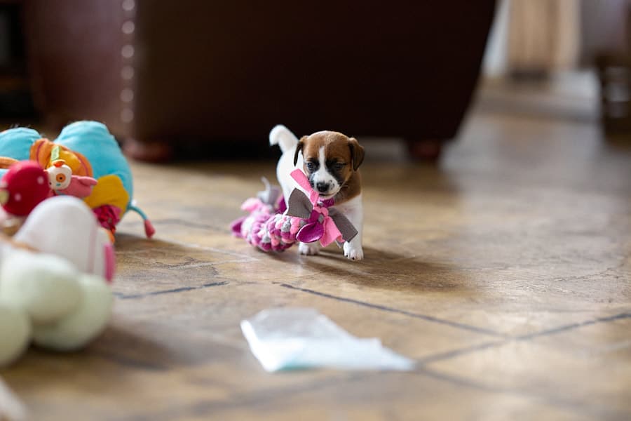 chiot jack russel socialisé sociabilisé elevage familial socialisation équilibré