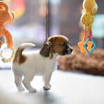 chiot jack russel socialisé sociabilisé elevage familial socialisation équilibré